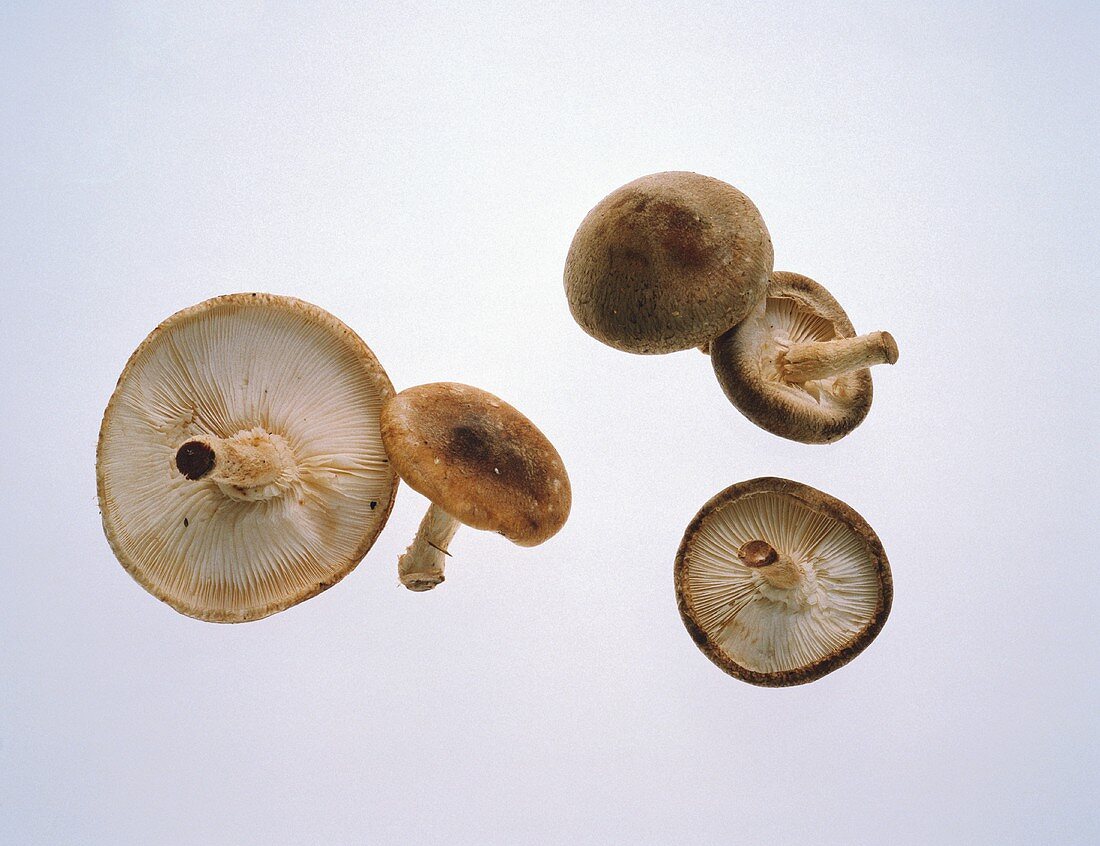 Five Shiitake Mushrooms