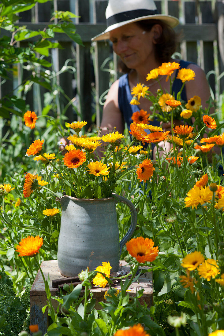 Bouquet of marigolds, a woman cuts flowers for a bouquet