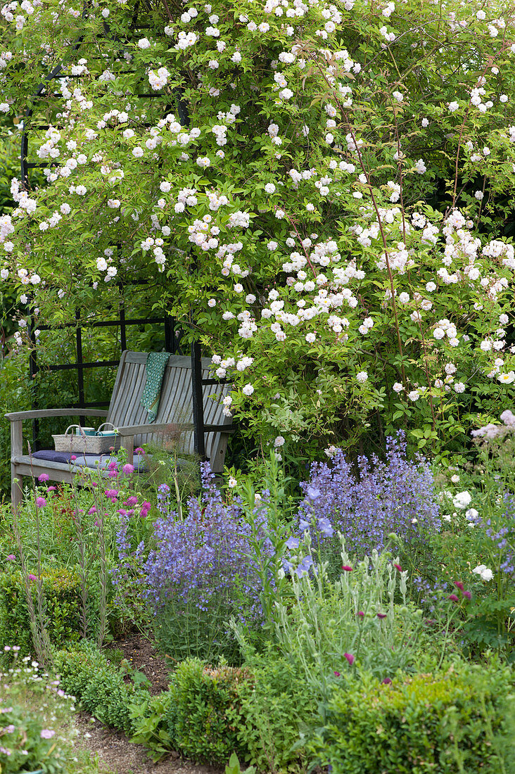 Shady seat in arbour with rambler rose 'Venusta Pendula', bed with Nepeta, widow flower and box