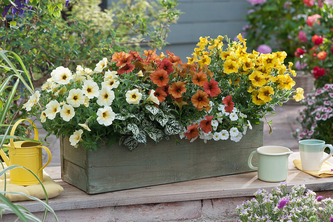 Wooden box with petunia 'French Vanilla' 'Cinnamon' 'Caramel', Polka dot plant 'Hippo White' and petunias