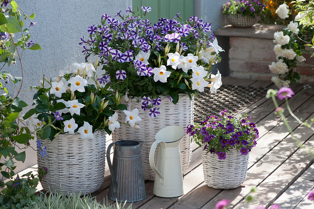 Violet and white pot arrangement in baskets: Petunia 'Blueberry Star', Dipladenie 'Rio White', and Calibrachoa