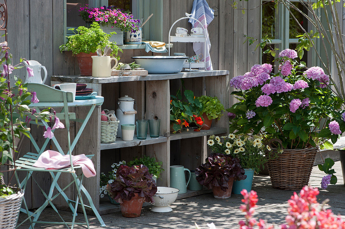 Summer terrace with hydrangea, lettuce, petunia 'French Vanilla', nasturtiums, parsley and magic bells