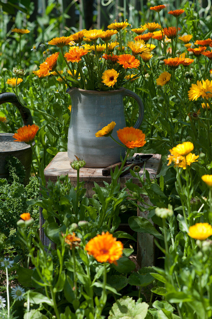Rural bouquet of marigolds in the garden