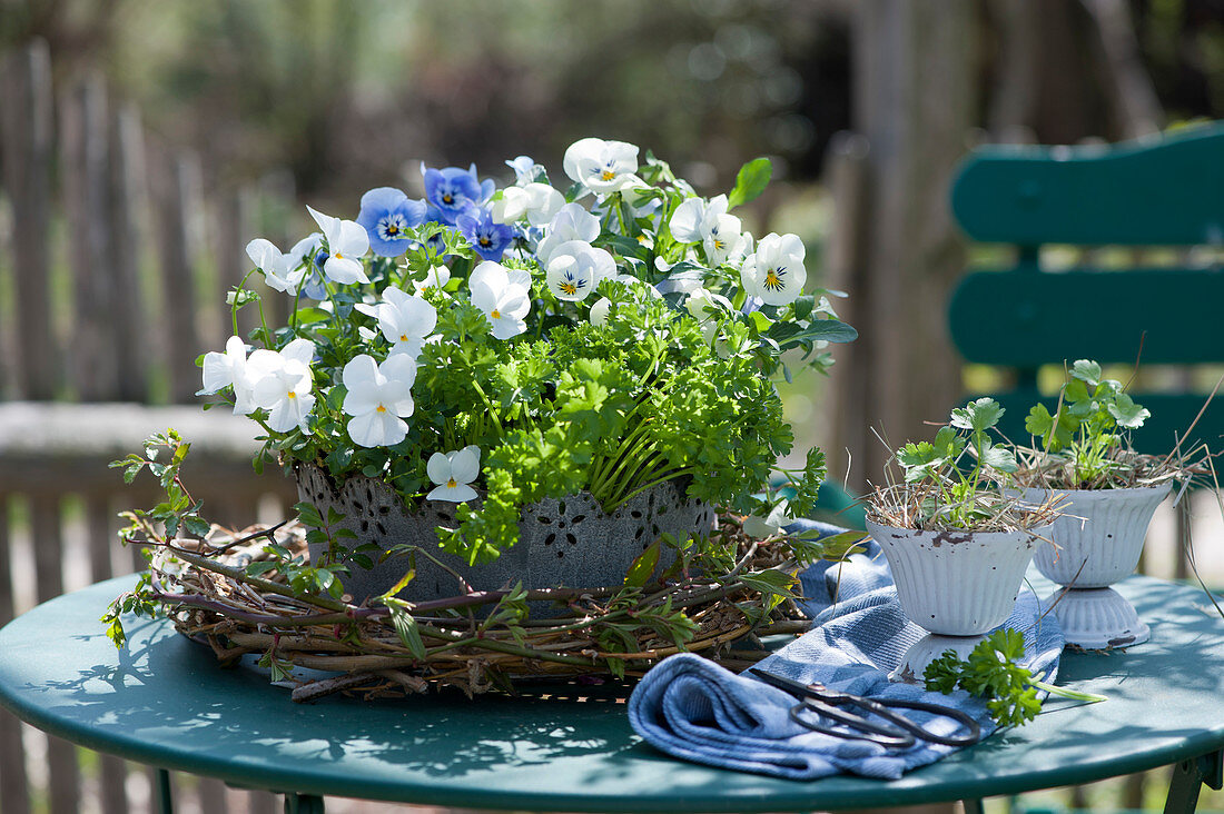 Pot with parsley and horned violets in a wreath of branches