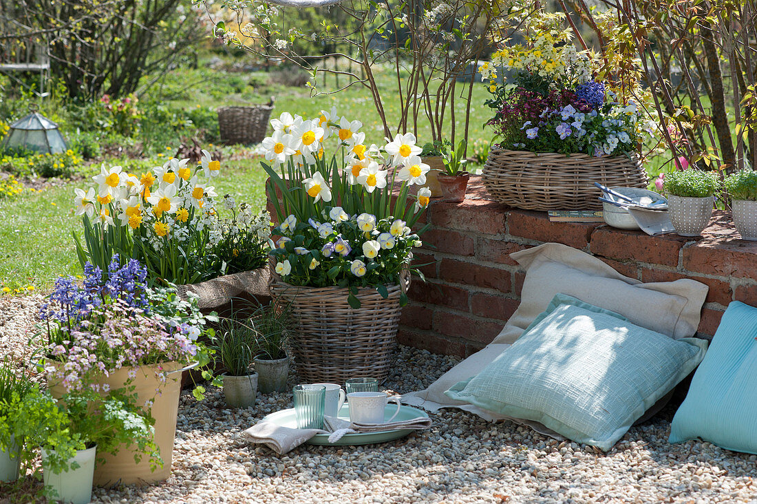 Terrace with daffodils, horned violets, hyacinths, mossy saxifrage, and gold lacquer