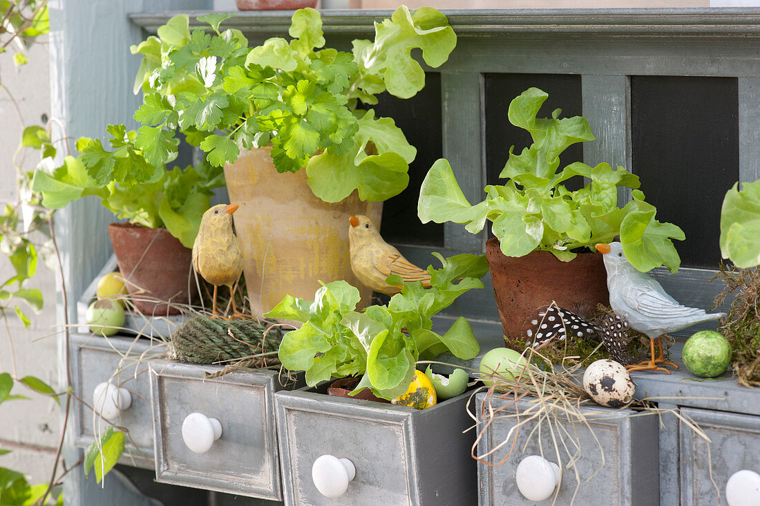 Pots with lettuce and coriander decorated for Easter