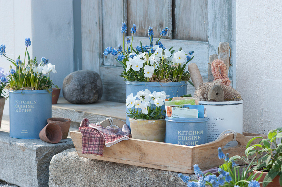 Spring decoration with horned violets and grape hyacinths, pot with seed bags