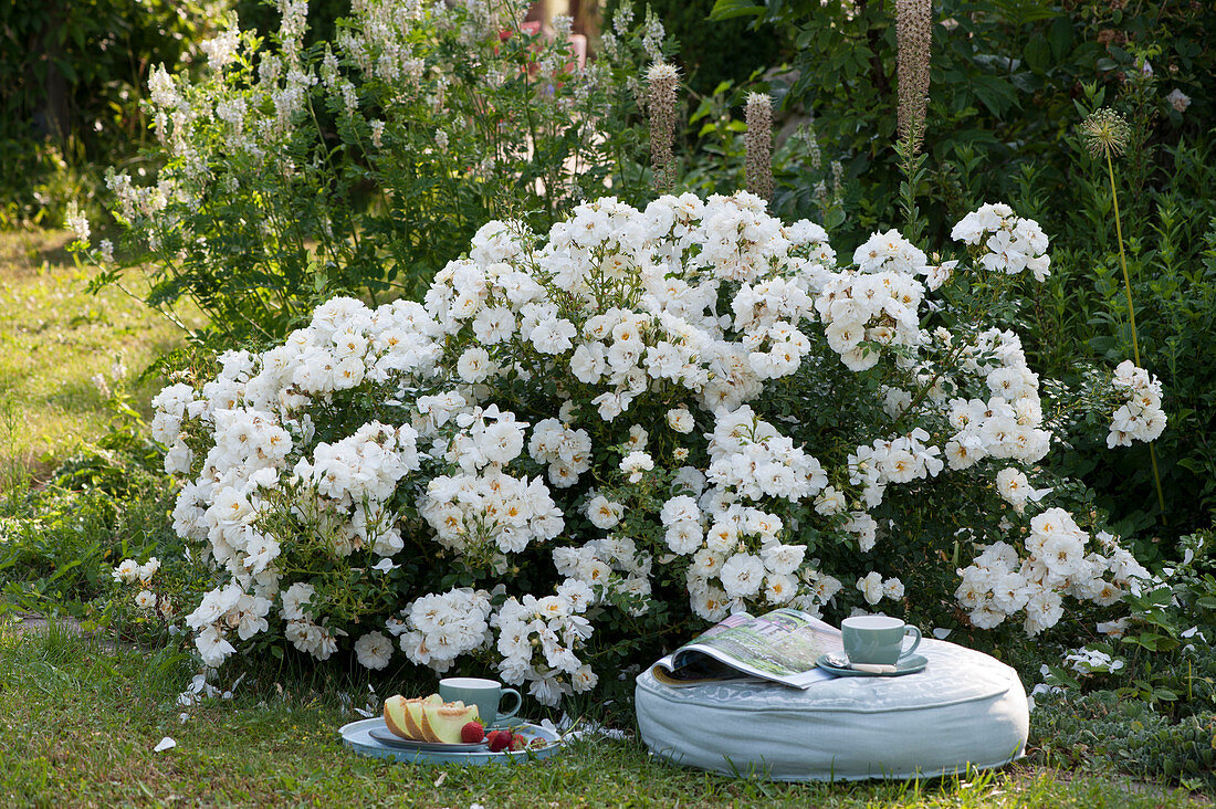 Seat cushion on the bed with floribunda rose 'Banquet'