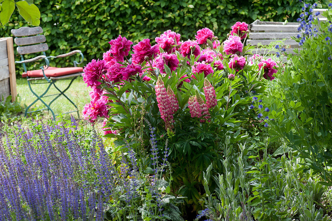 Early summer bed with peonies, lupins and steppe sage