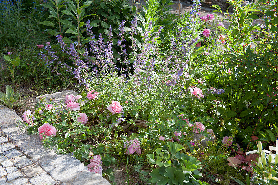 Floribunda rose 'Rosenfee' with catnip in the bed