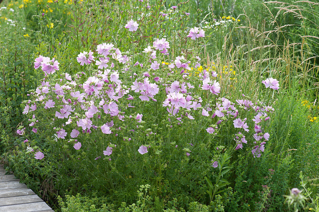 Blooming musk mallow in the prairie bed