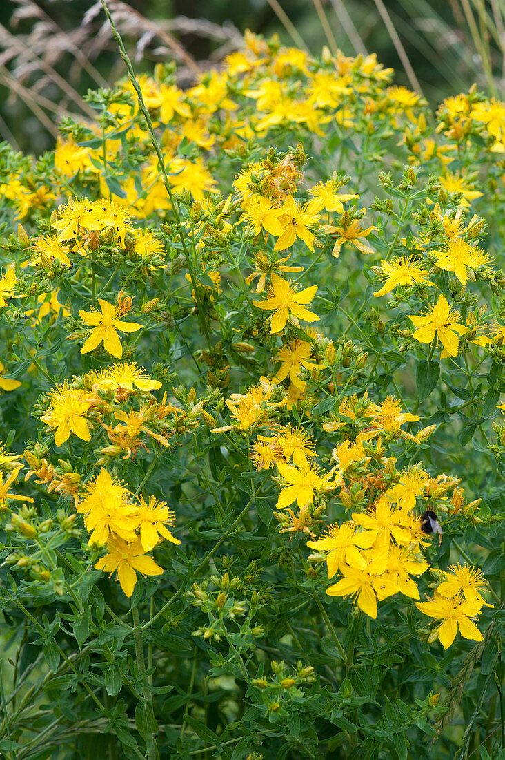 Blossoming St. John's wort in the garden