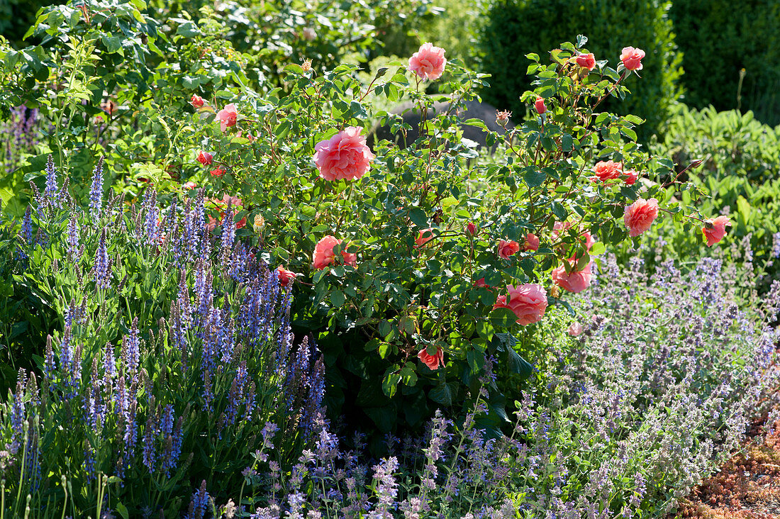 Salmon-coloured rose 'Schloss Bad Homburg', steppe sage 'Blauhügel' and catnip in the bed