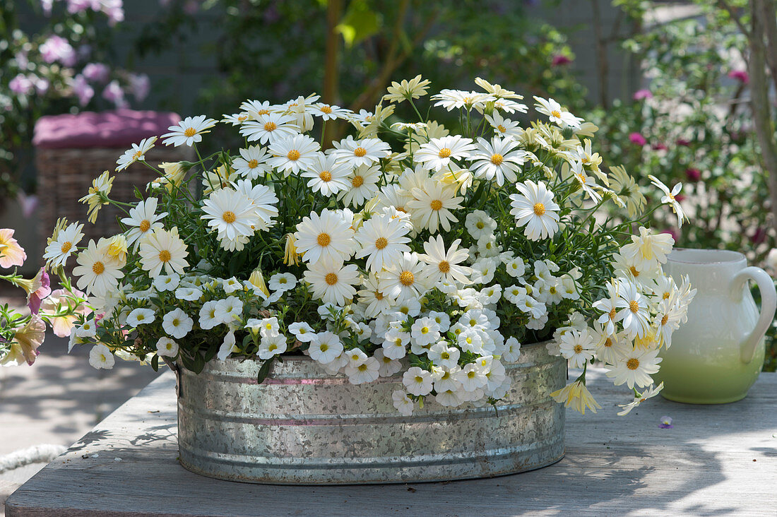 Zinc planter with African daisy Summersmile 'Cream 2020' and Pansies Unique 'White'