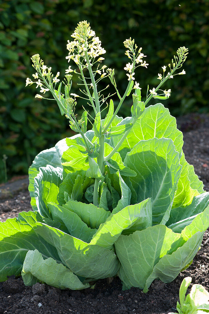 If the temperatures are too high, the white cabbage shoots and begins to bloom