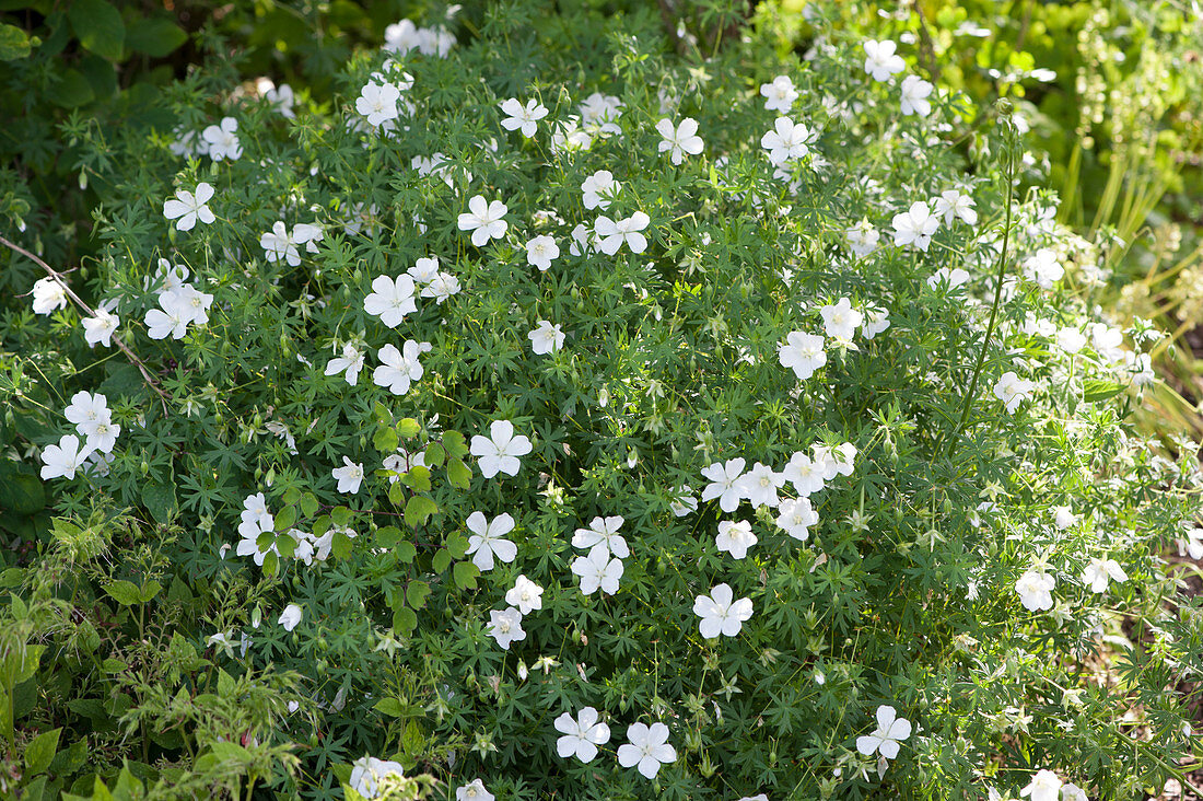 White blood cranesbill