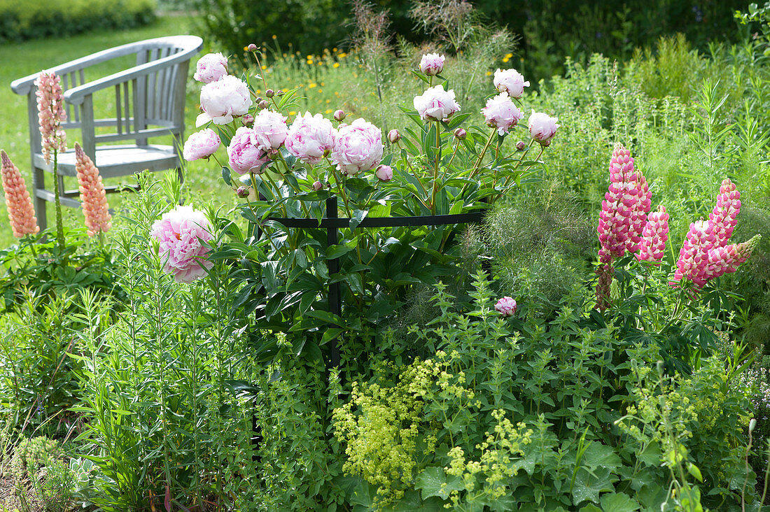 Peony and lupins in the herbaceous border