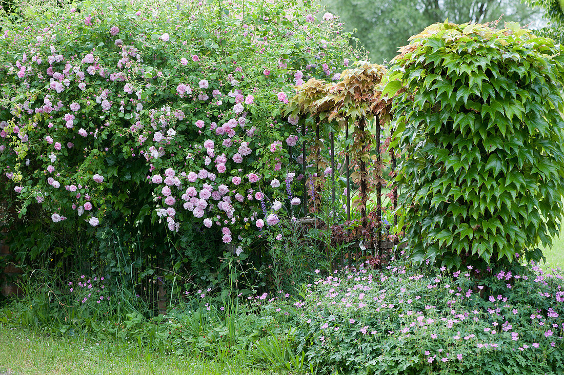 Climbing rose and wild wine on the garden fence, cranesbill in the bed