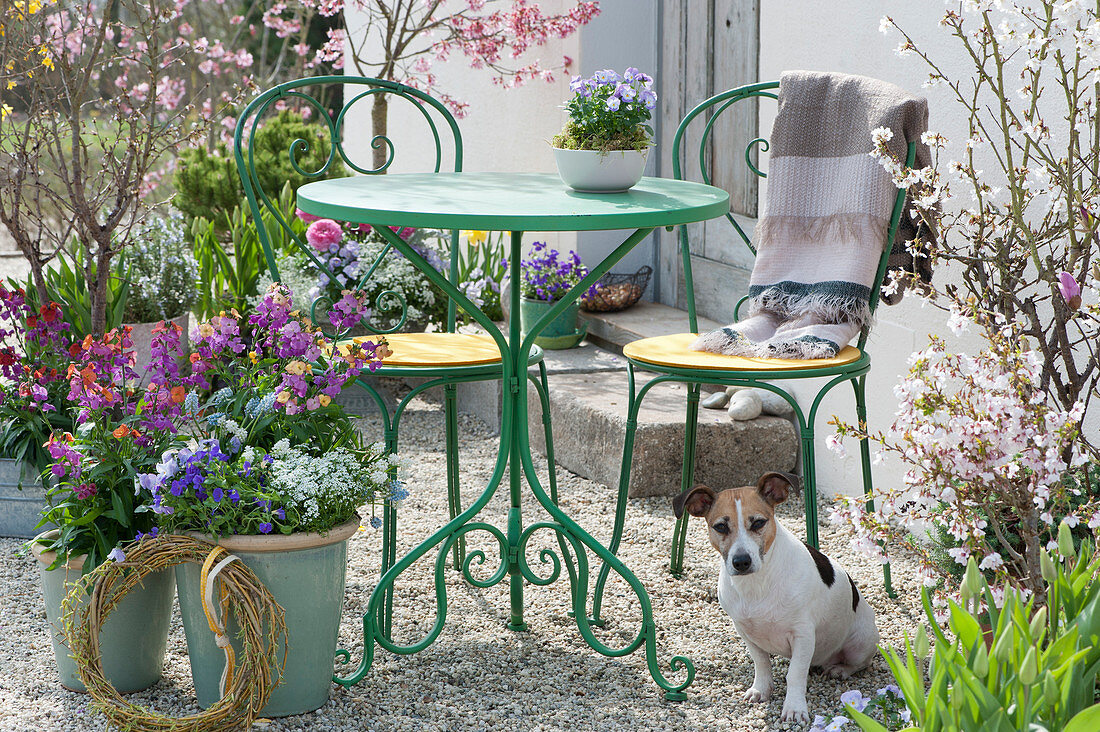 Kleine Sitzgruppe auf Terrasse mit Frühlingsblumen und Hund Zula