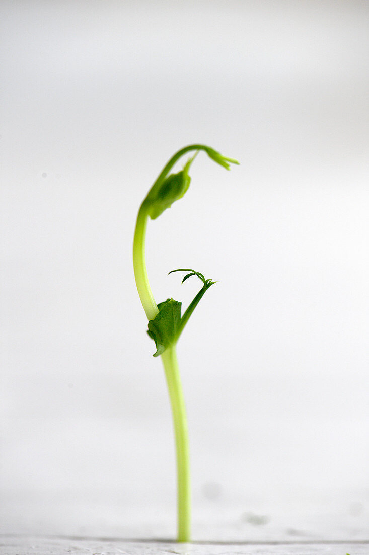 Pea sprout