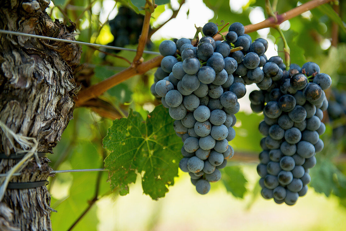 Bunch of black grapes