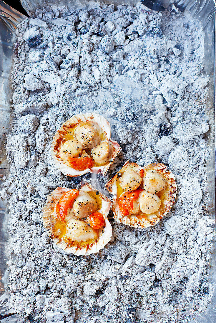 Scallops in the shell cooked over embers