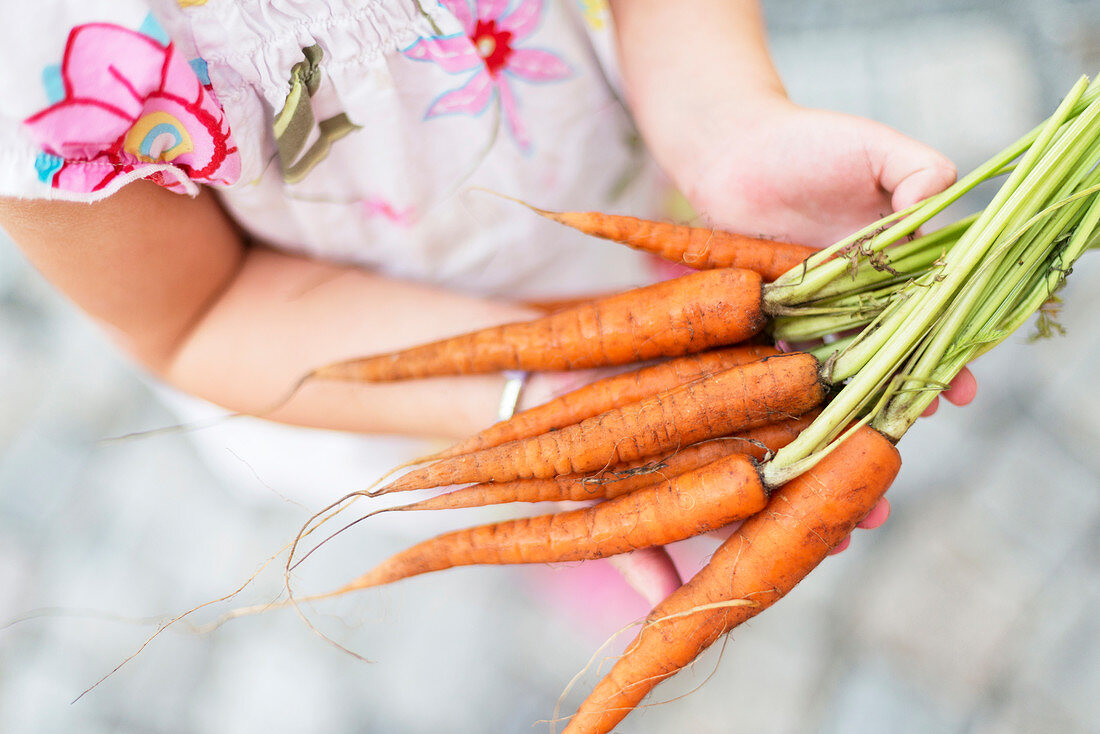 Close-up of little girl holding bunch of carrot