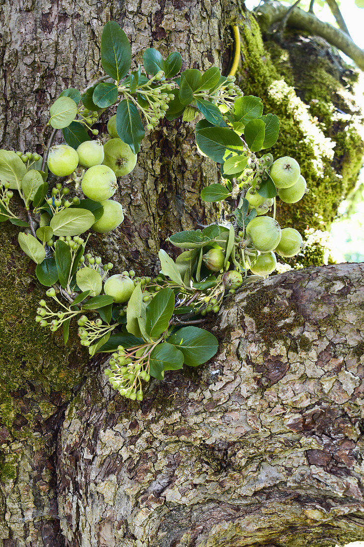 Wreath of apple branches and green viburnum berries in the fork of a tree