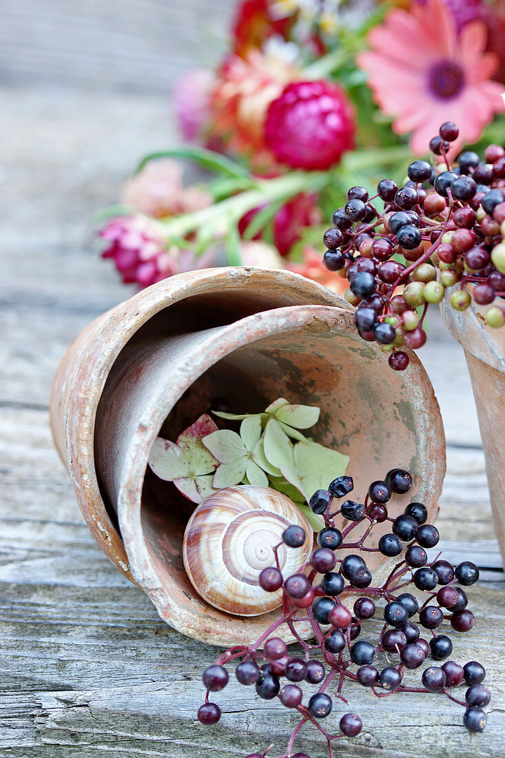 Holunderbeeren und Schneckenhaus im Blumentopf