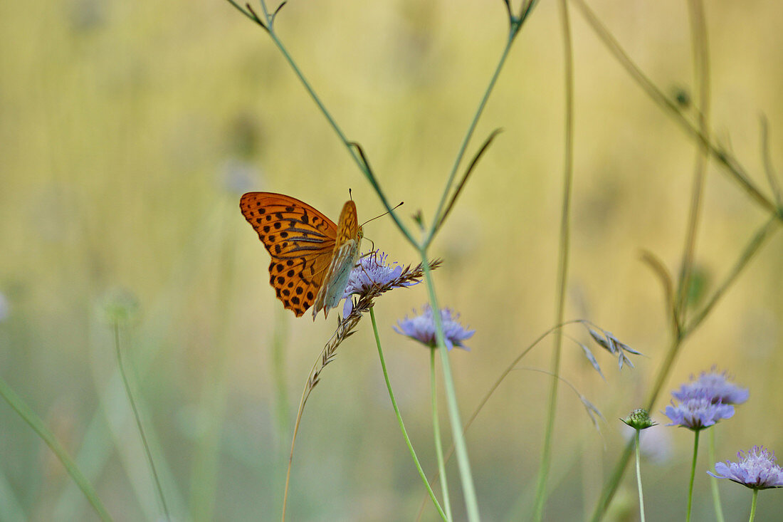 Emperor's cloak butterfly on scabiosa