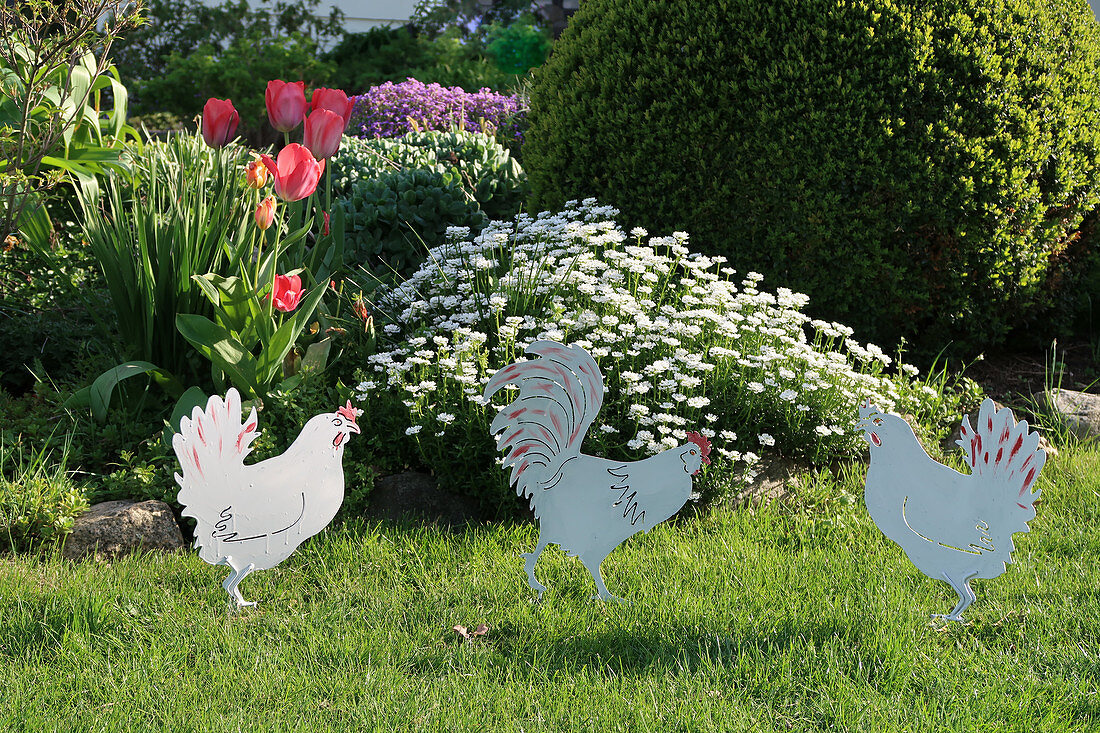 Dekohühner vor Beet mit Tulpen und Schleifenblume im Frühlingsgarten