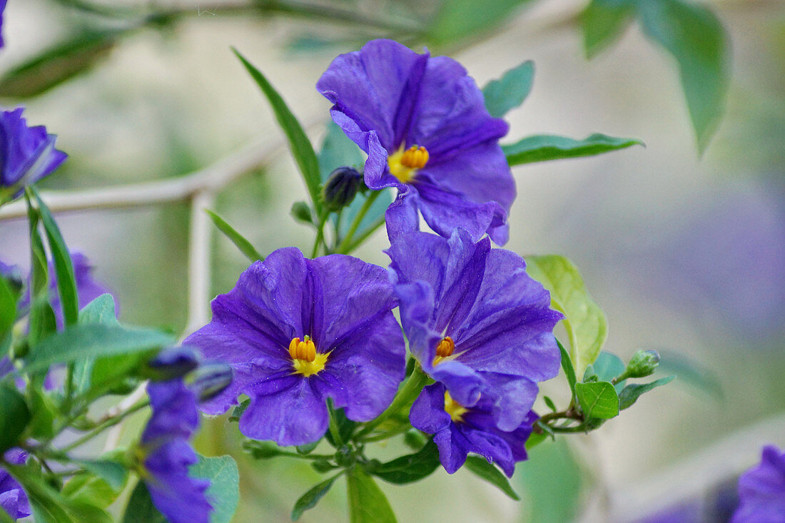 Blossoms from a gentian tree