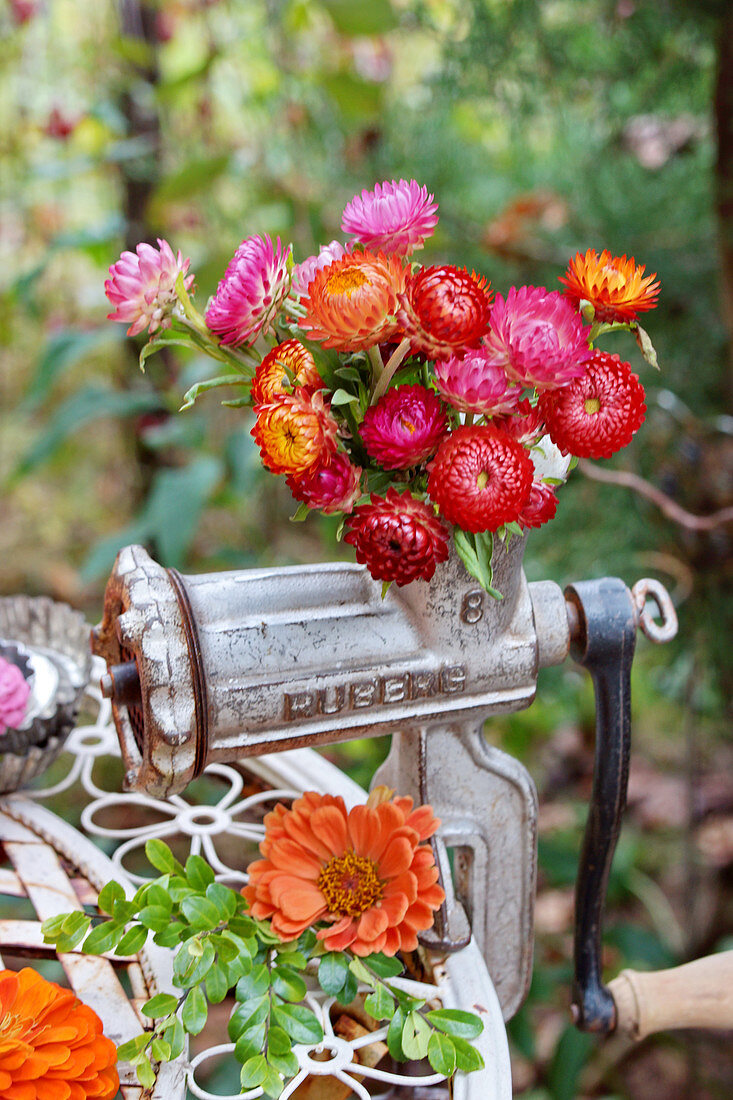 Zinnien und Strohblumen in altem Fleischwolf als Herbstdekoration