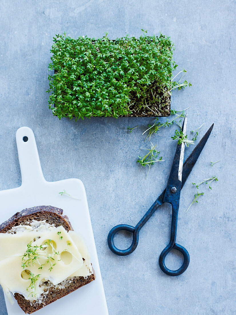 Scissors, cress and sandwich, studio shot