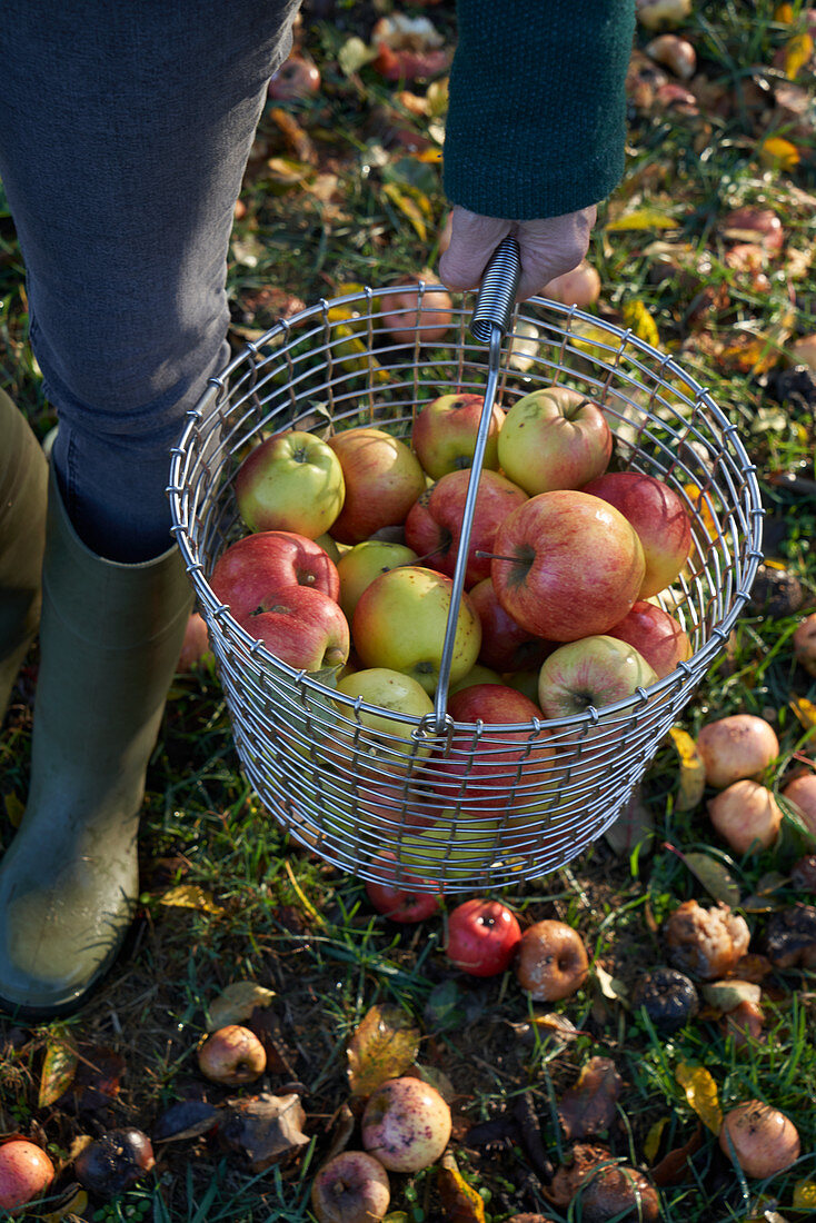 A person carrying a metal basket with freshly harvested apples