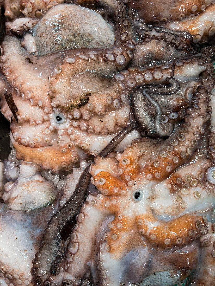 Squid at a fish market (full screen)