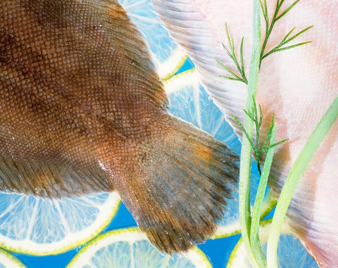 Close Up of Plaice and Sole; Lemon Slices