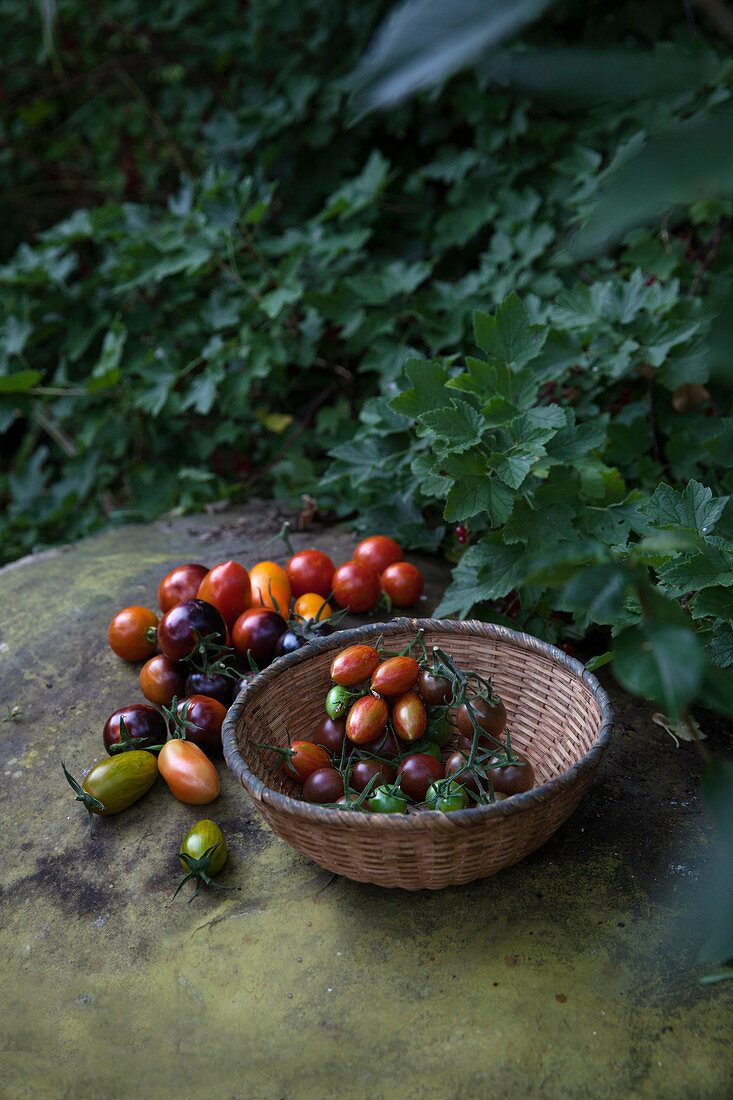 Freshly picked different shape and color tomatoes in a pleated basket outdoor