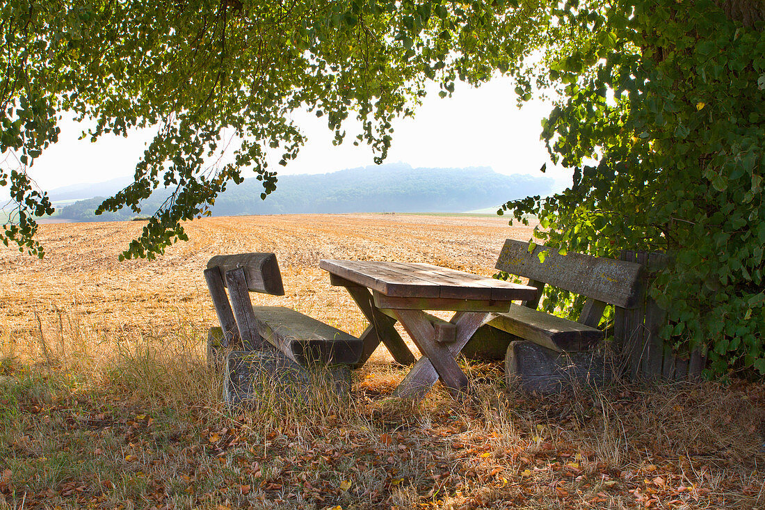 Rustic wooden table and benches under lime tree with bare fields in background