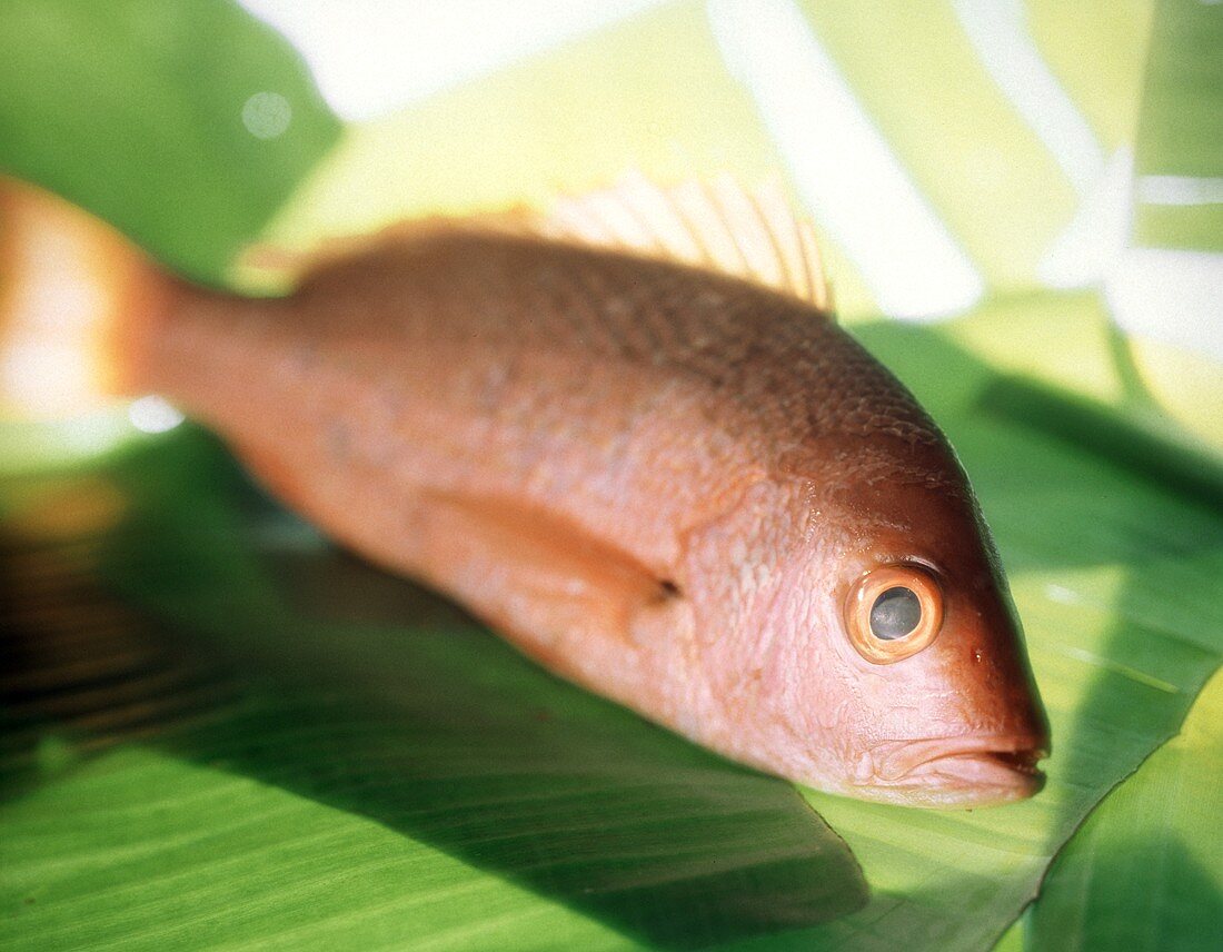 One Red Snapper