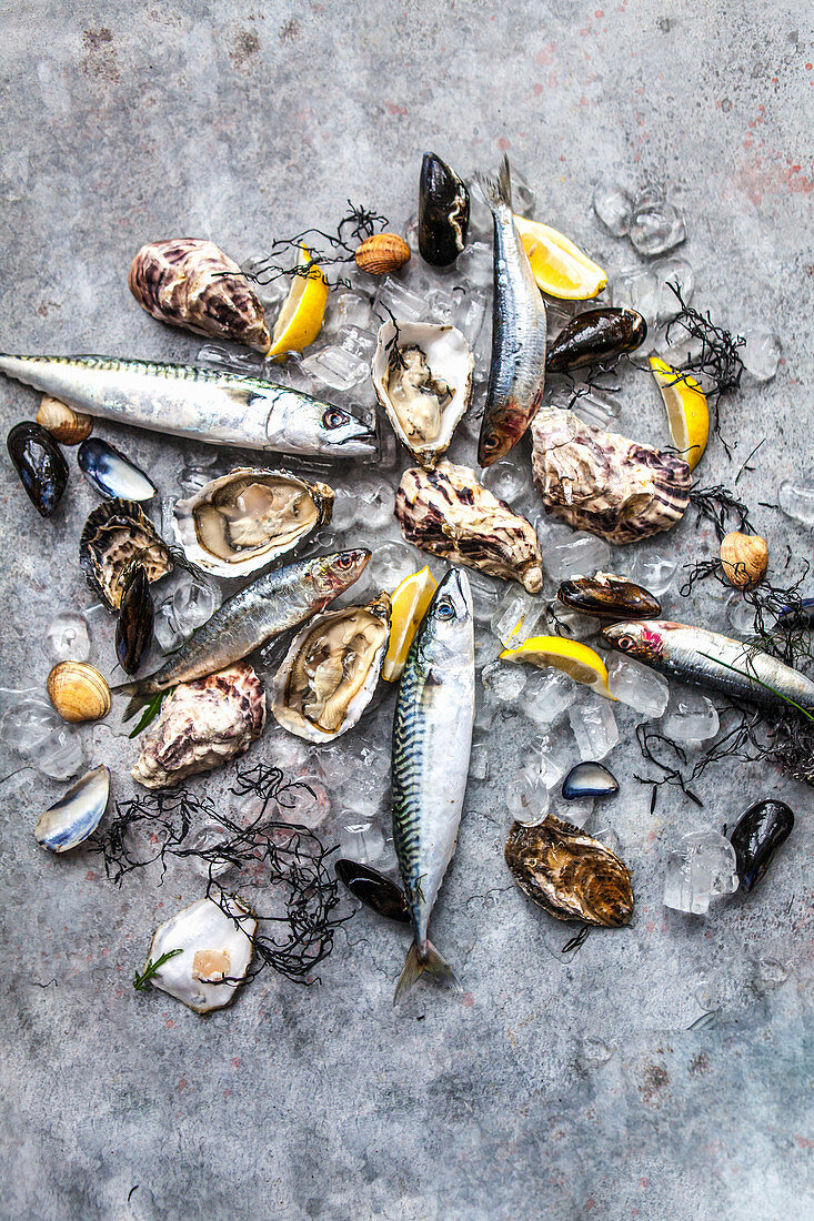 Frische Muscheln, Heringe, Makrelen und Austern auf Eis