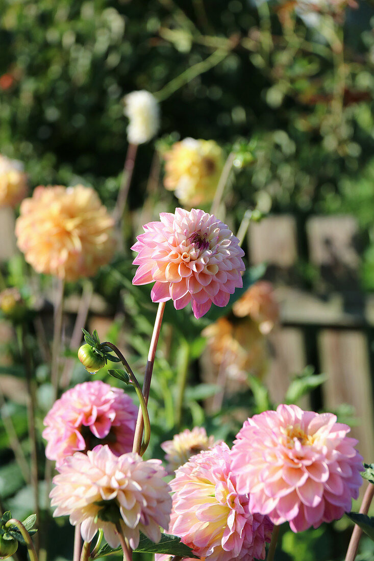 Pastel colored ball dahlias in the garden