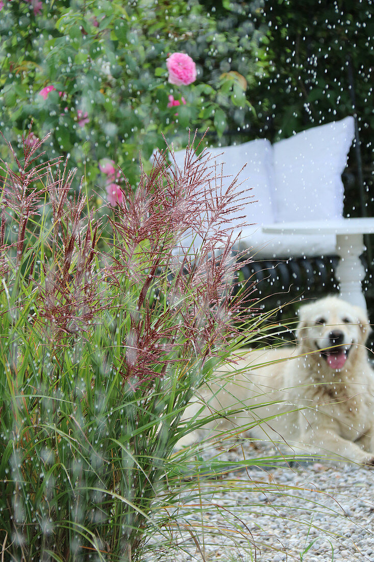 Blühendes Chinaschilf, Rose und Hund im Regen auf Terrasse