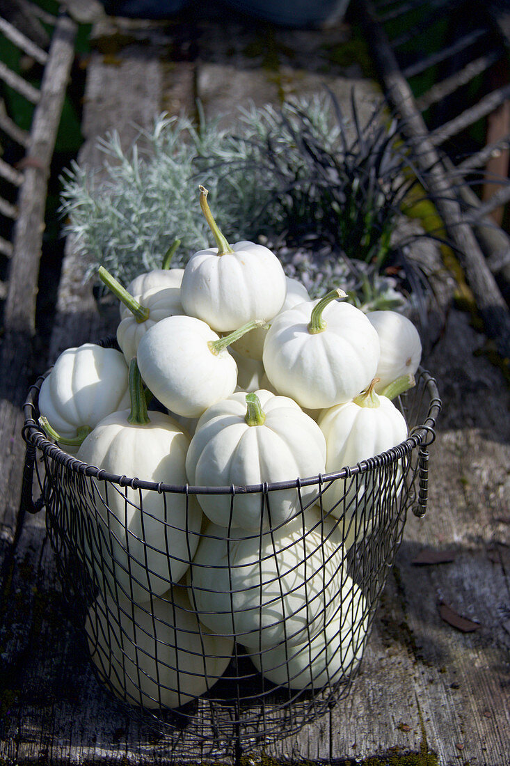 White baby boo pumpkins in a wire basket