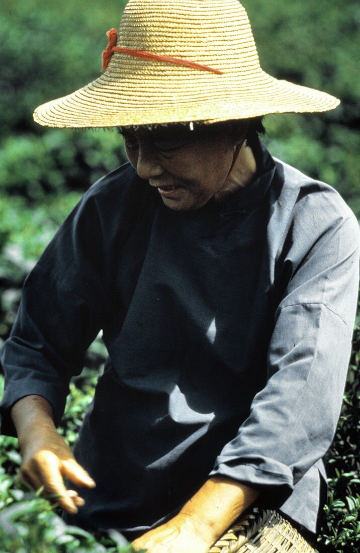 Teepflückerin bei der Arbeit auf dem Feld, Südchina