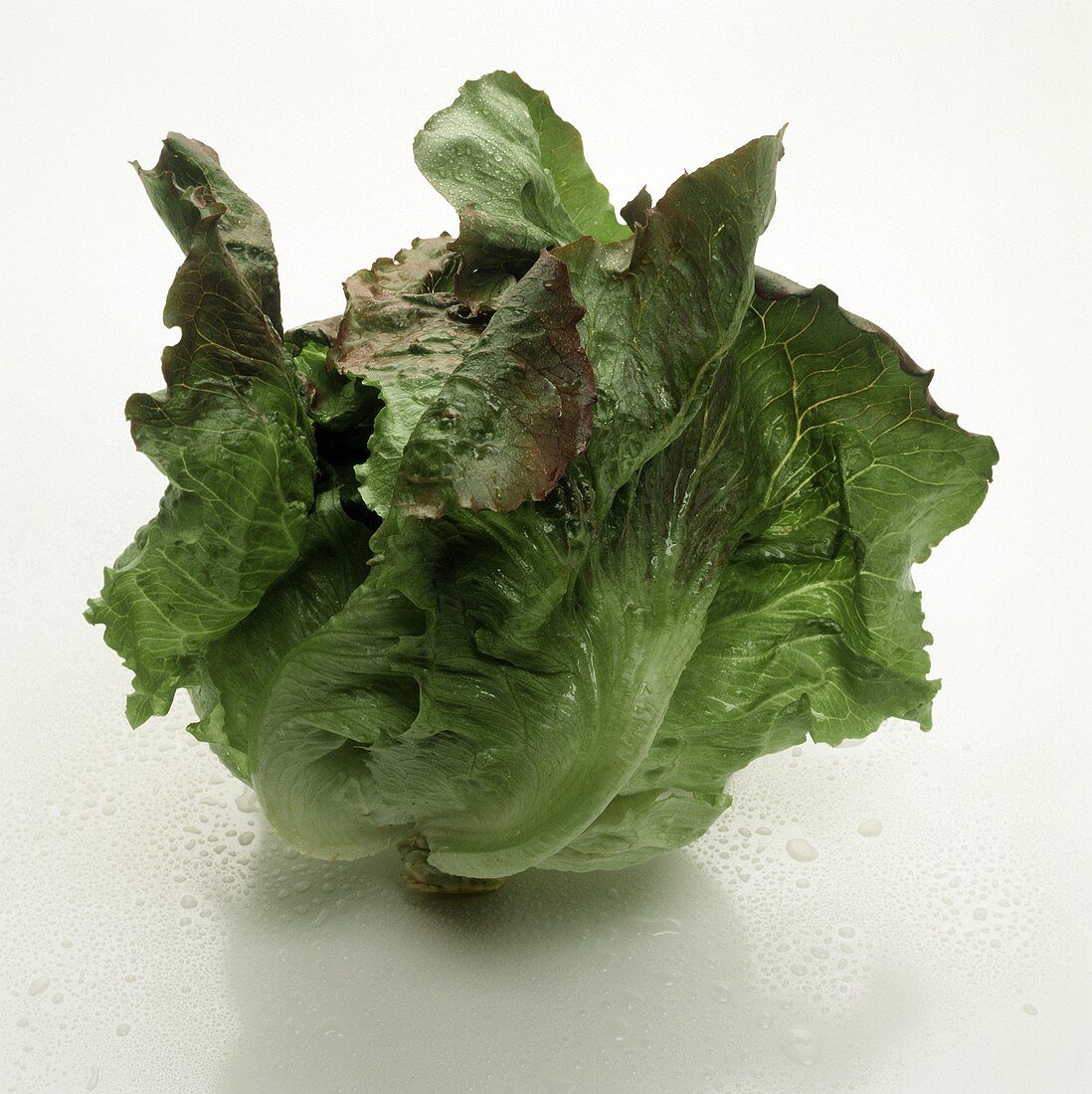 Ein Batavia-Salat – Bilder kaufen – 130383 StockFood