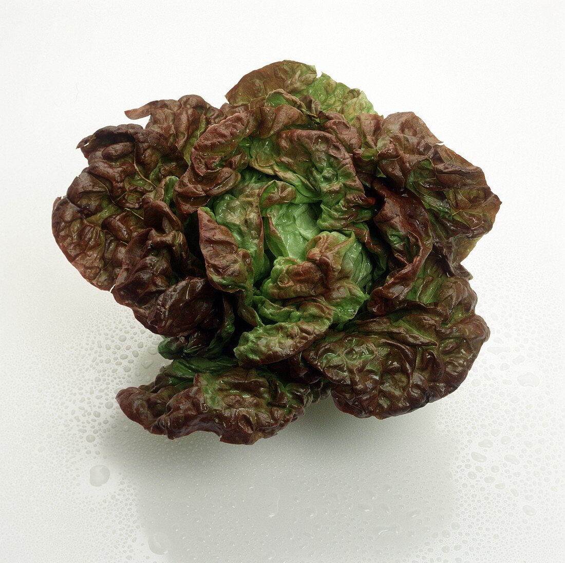 One Head of Red Butterhead Lettuce