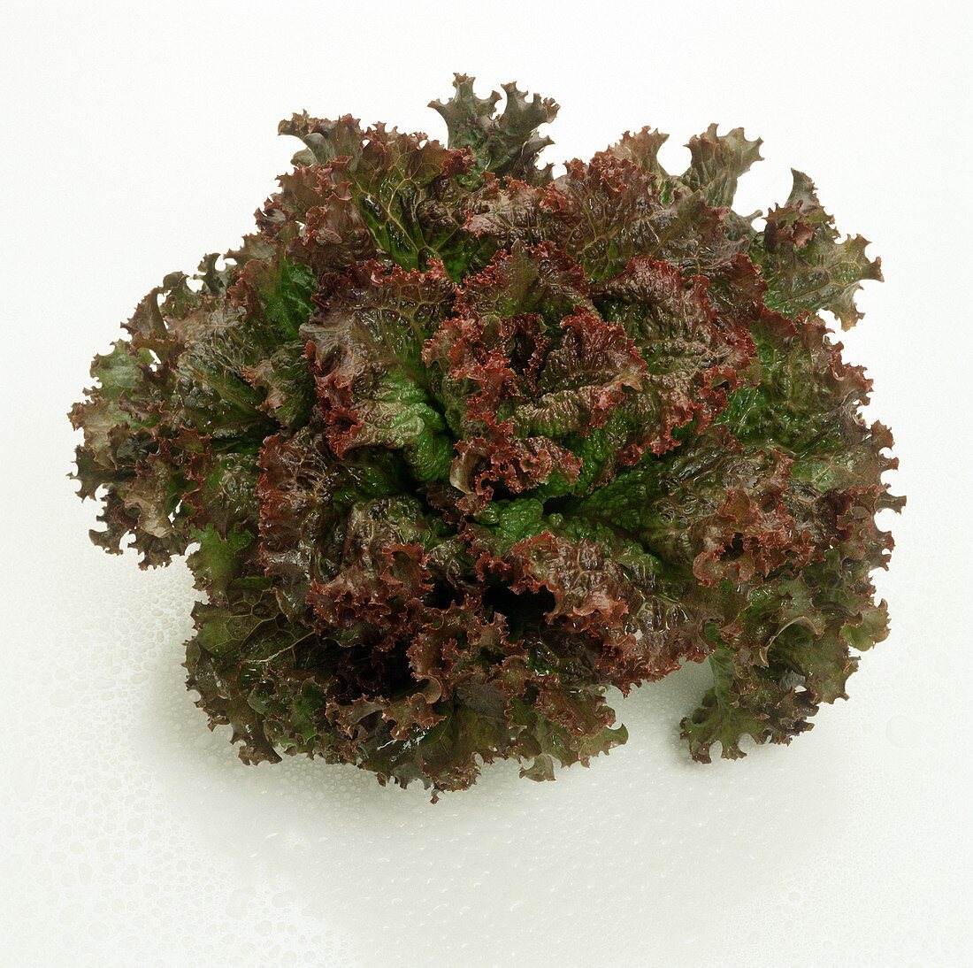 Head of Red Leaf Lettuce