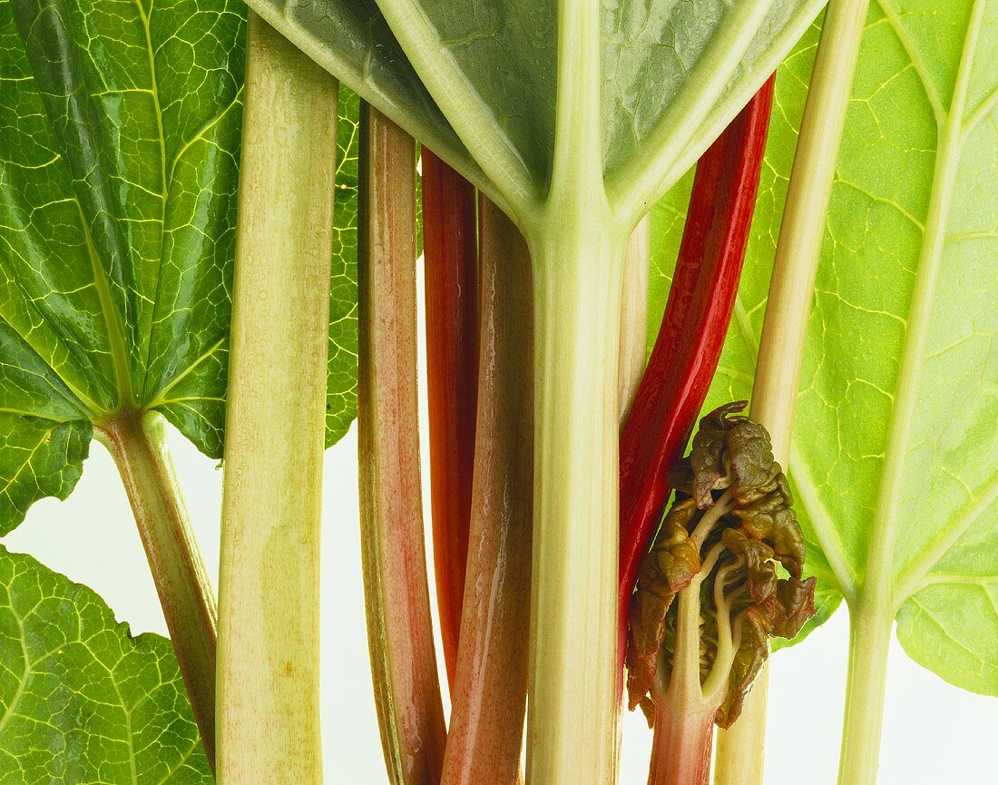 Rhubarb stalks and leaves