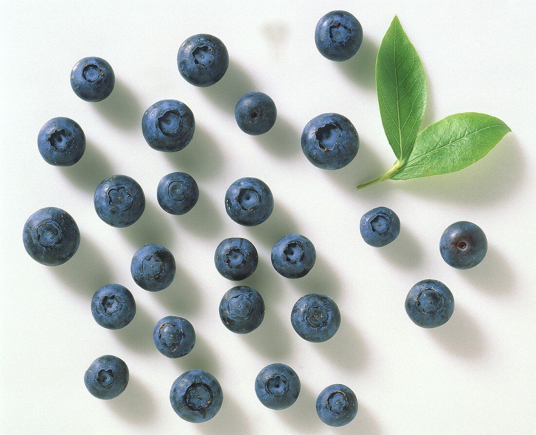 Many Blueberries; Leaf
